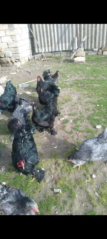 Cücələr: Toyuq cücələri, Damazlıq — 16