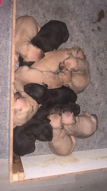 heyvanların sexsi: Pitbul — 1