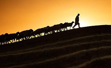 qurban qoyun: Qoyunlarımızı otarmağa aileli çoban axtarırıq bele ki, bizim — 1
