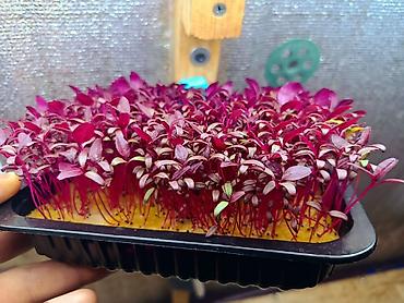 Микрозелень: Микрозелень и молодые травы в кассетах - Ассортимент: микрозелень — 36