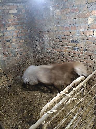Продам с/х животных: Продаю | Баран (самец) | Для разведения — 7