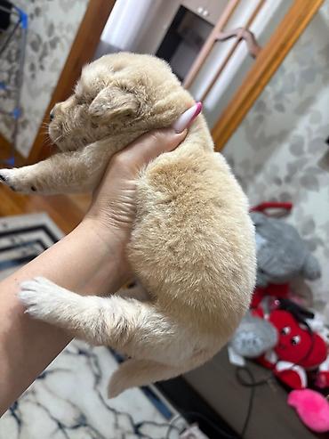 Retriever, 1 ay, Erkək, Peyvəndli lalafo.az -da Retriever, 1 ay, Erkək, Peyvəndli