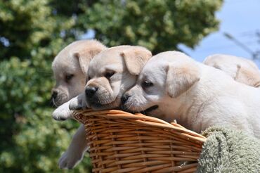 Psi: Na prodaju 3 prelepa muška šteneta labrador retrivera, sa rodovnikom