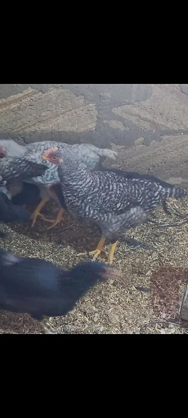 cins xoruz harda banliyar: Salam temiz qan xarkov fərəsi və xoruzu satişdadir 1 aya yumurtaya — 2