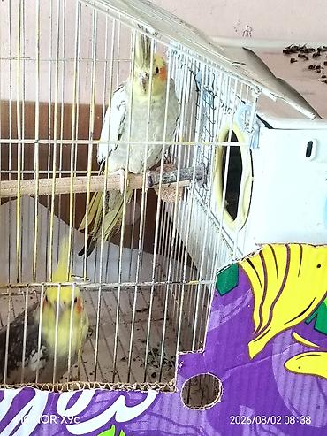 pulsuz heyvanlar verilir: Nymph quşları (Cockatiel) – cütlük, qəfəs və aksesuarlarla Məhsul — 2