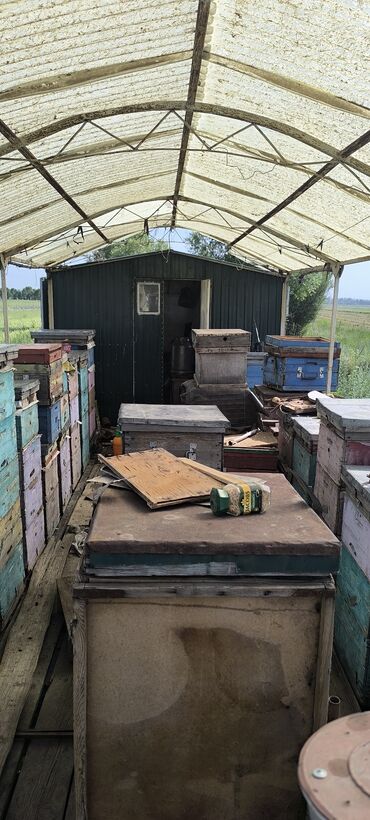 Другая сельхозтехника: Кочевая пасека на прицепе-платформе срочно срочно срочно очень — 8