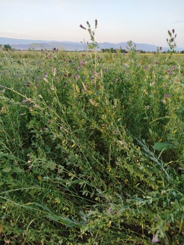 цены на сено в кыргызстане: Молодая клевер в Токмоке люцерна 2а годка . 1-укос можно с доставкой в
