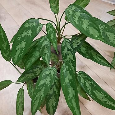 шеффлера: Комнатные растения в декоративных горшках: 1) Шеффлера (Schefflera — 10