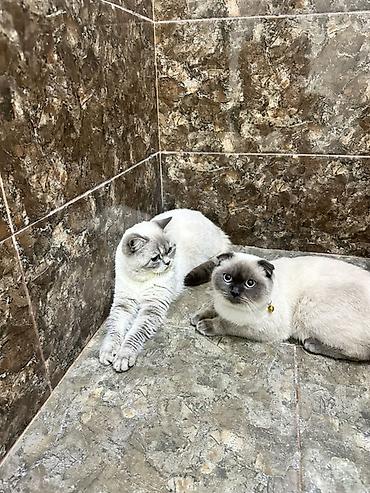 Pişiklər: Britan -da lalafo.az — 7 Pişiklər: Britan — 7