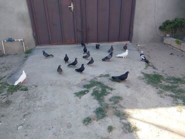кошку в добрые руки: Tam saglam Quşlardi.Ekseriyyeti tutulmadi 2 manatdan kom satilir.Boş