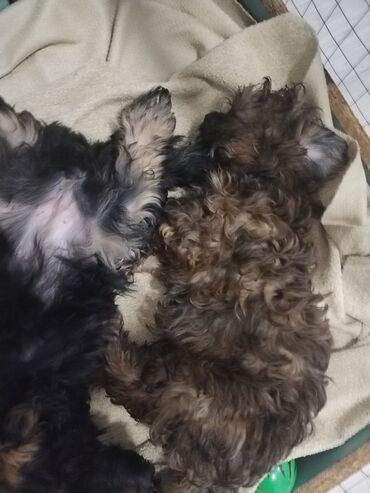 İtlər: Məhsul: Yavru itlər (iki bala) Təsvir: - Cins: Kiçik ölçülü, uzun — 3