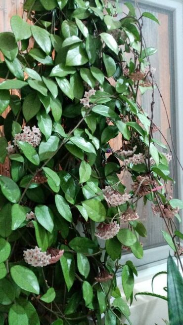 ev bitkisi: Mum Çiçəyi (Hoya Carnosa) Ev şəraində böyüdülmüş, sağlam sarmaşıq