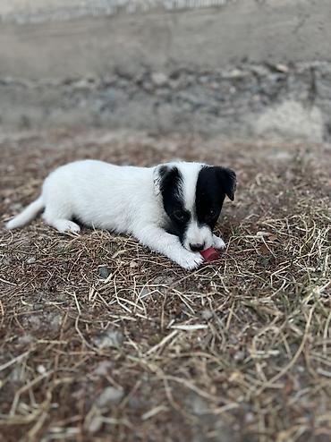 собака шпиц цена: Кучукторго уй керек🐶🐼
Бишкек Новопавловка — 2