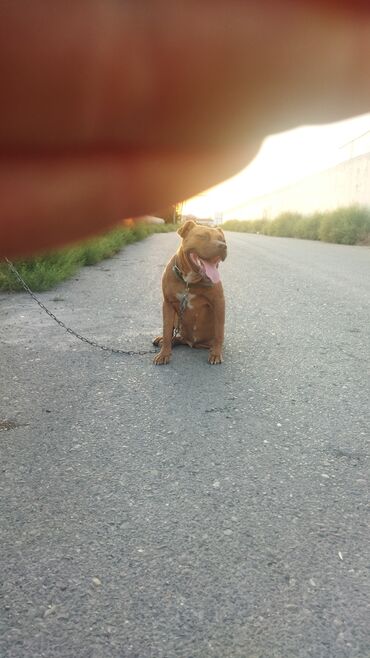 gencede it satisi: Pitbul, 3 il, Dişi, Ünvandan götürmə, Pulsuz çatdırılma, Ödənişli çatdırılma
