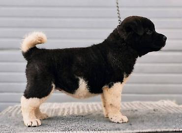 Psi: Američka Akita štenci Odgajivacnica TOP WINNER PUPPY sa ponosom — 4