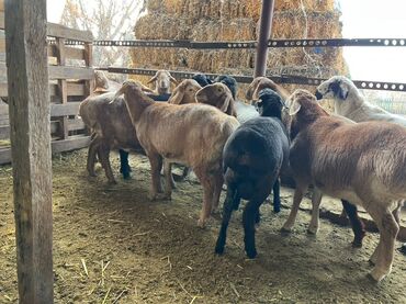 Бараны, овцы: Продаю | Баран (самец), Овца (самка) | На забой — 11