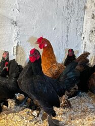 Коровы, быки: Курица, Для яиц, Самовывоз