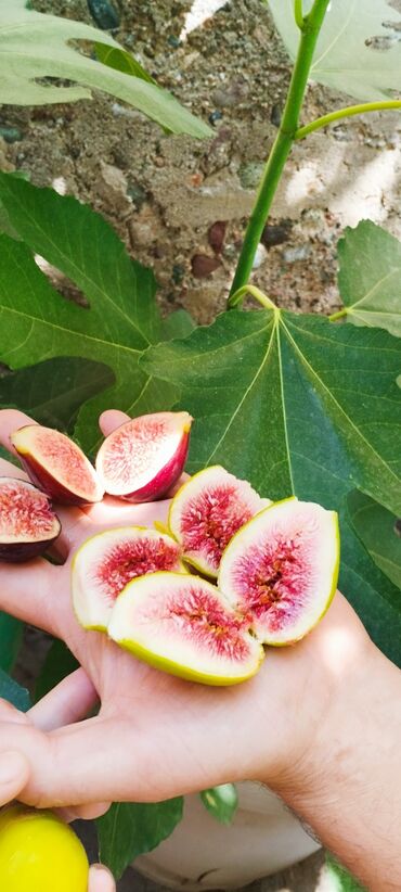 Фрукты и ягоды: 📍Продаю инжир 1 год 7 месяцев плодоносящий, через 2-3 месяца можно — 10