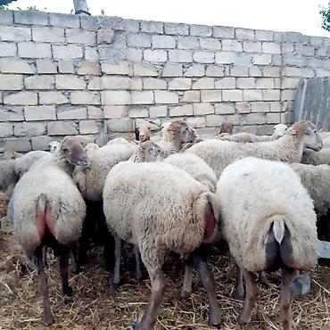 dorado balığı qiyməti: Qoyun sürüsü – damazlıq - Toplu şəkildə satılır 30 ana qoyun 4 Qoç — 4