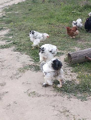 Digər quşlar: 3 dənə xoruzdu Heç 1 yaşları yoxdu 2 si təzə banlamağa başlayıb biri — 11