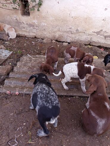 İtlər: Alman qısatüklü ov iti (German Shorthaired Pointer) balaları - Nəsil — 7
