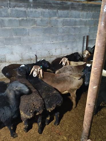 Баран, овца: Продаю | Овца (самка) | Меринос | Для разведения | Матка — 6