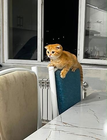 скотишь фолд: Скотиш Фолд (Шотландская вислоухая), 3 месяца, Мальчик — 4
