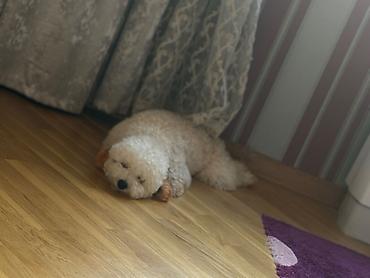 İtlər: 1 yaşı yoxdur Toy pudel adı Teddidir 400 manat satıram aşağı yeri — 2