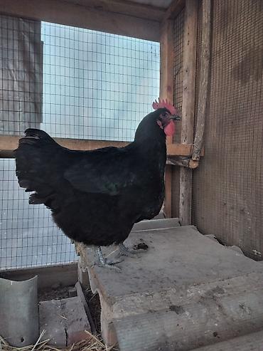 Куры, петухи: Продаю | Куры | Для разведения — 6