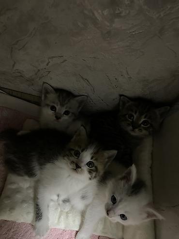 игрушки для котят: 1 месяц, Мальчик, Приучена к лотку — 1