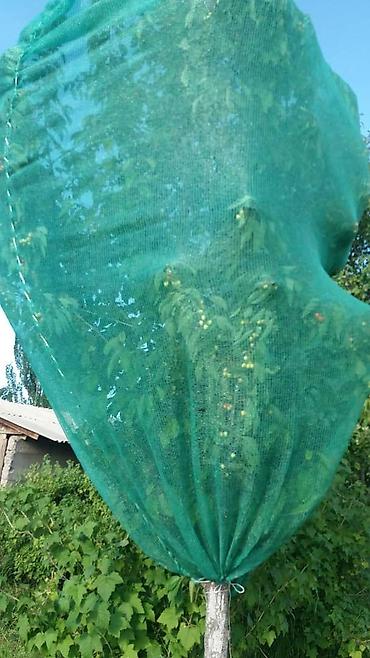 Защитные сетки от птиц: Защитные сетки от птиц, Самовывоз — 4