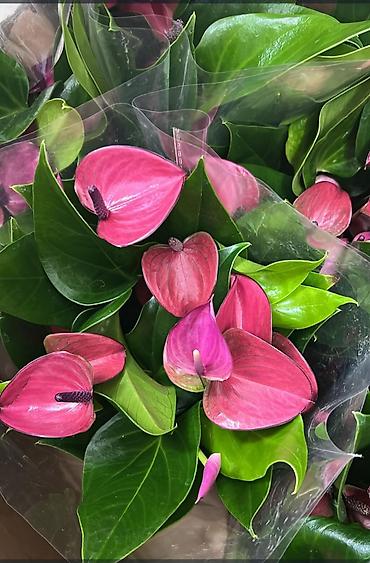 антуриум купить: Антуриум (Anthurium andreanum) в горшке. - Декоративно-цветущее — 2