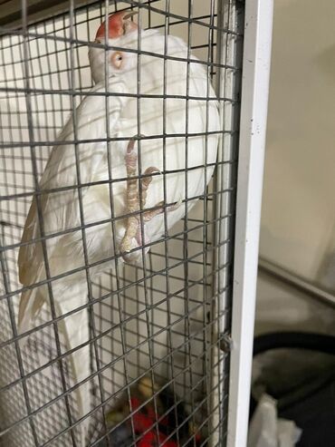 Digər quşlar: Məhsul: Halqa boyunlu parakitlər (Alexandrine/Indian Ringneck növü) — 10