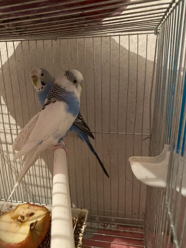 попугаи какаду: Продаю попугай волнистые 2 шт