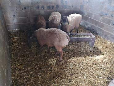 Баран, овца: Продаю | Овца (самка) | Для разведения | Матка — 8