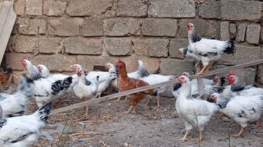 Akvariumlar: Digər quşlar