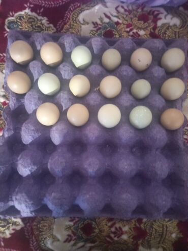 mayalı yumurta satışı: Самовывоз