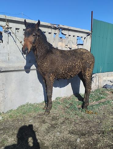 Лошади, кони: Продаю | Жеребенок | Рабочий | Племенные — 4