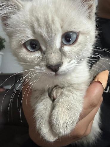 коты бесплатные: Беспородная, 4 месяца, Девочка, Приучена к лотку — 1