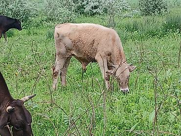 Коровы, быки: Продаю | Бык (самец) | На откорм — 3