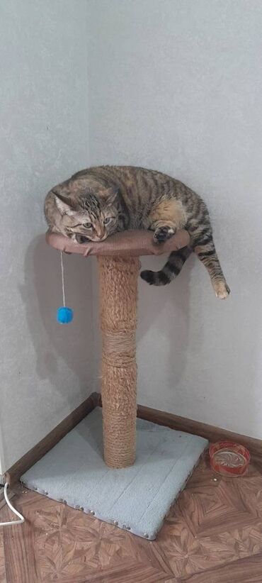 кота: Коктеточка для котов и кошек.высота 70 см