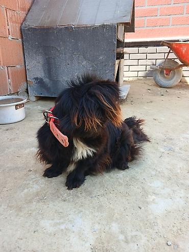 İtlər: Pekines -da lalafo.az — 7 İtlər: Pekines — 7
