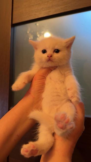 Pişiklər: Şinşilla, Dişi — 29