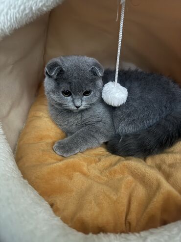 Pişiklər: Şotland, Dişi, Yaxşı əllərə — 2