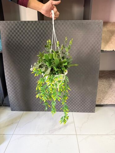 Otaq bitkiləri: Asma saksıda dekorativ yaşıl bitki - Ağ rəngli asma plastik saksı -da lalafo.az — 35 Otaq bitkiləri: Asma saksıda dekorativ yaşıl bitki - Ağ rəngli asma plastik saksı — 35