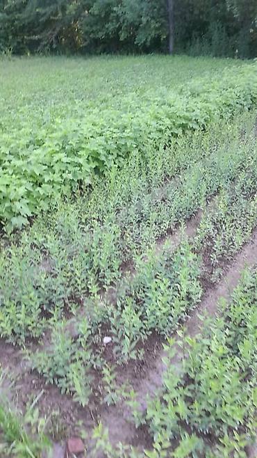 Самшит: Саженцы бирючины (Ligustrum) для живых изгородей - Кустарник с — 2