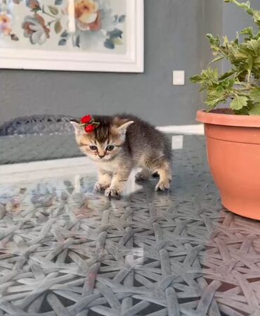 boz pişik adları: Шиншилла, Самка