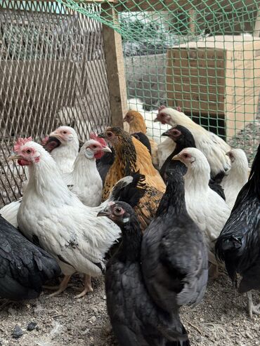 шапочки карнавальные цыплята: Продам бентамок карлики