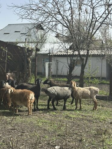карап жашаганга уй керек: Сатам | Ургаачы кой (ургаачы)