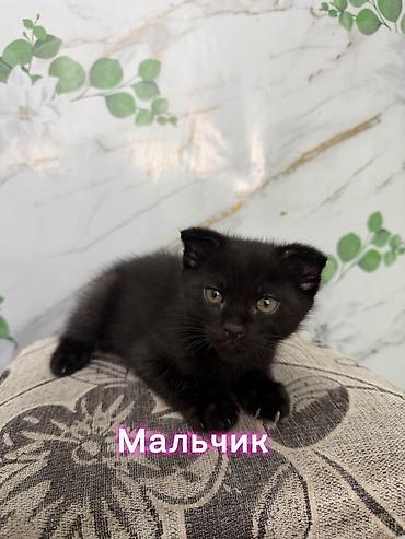 собаки мальтипу: Скотиш Фолд (Шотландская вислоухая), 2 месяца, Девочка, Приучена к лотку — 4